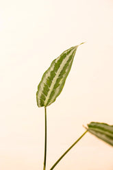 Schismatoglottis hainanensis